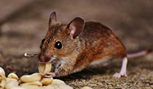 24 Hour & Emergency Exterminators in Dublin, NC